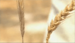Close-up of a wheat plant Description automatically generated